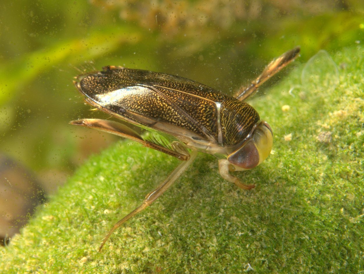 Notonecta glauca (Гладыш)