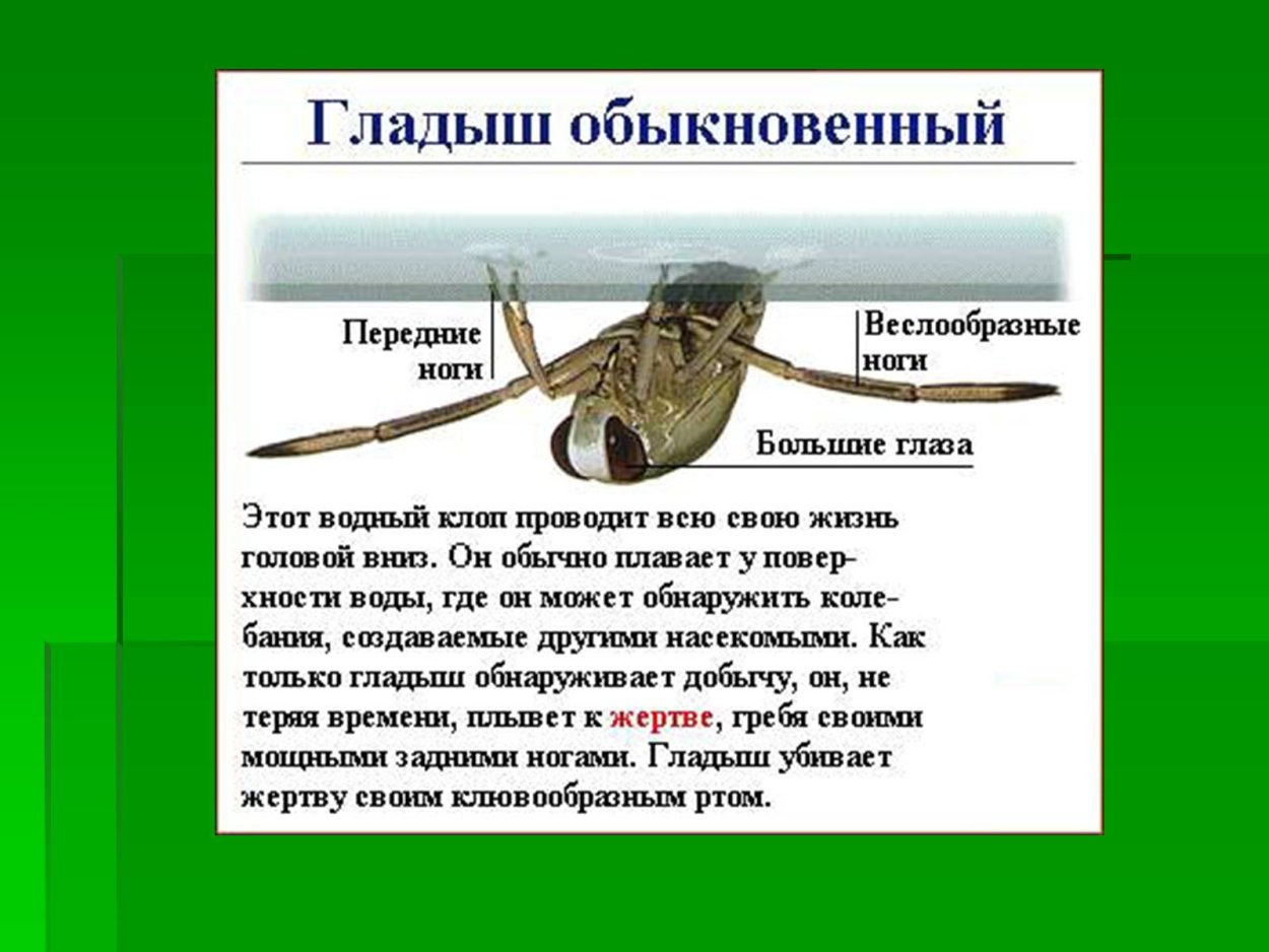 Водяной Жук Гладыш