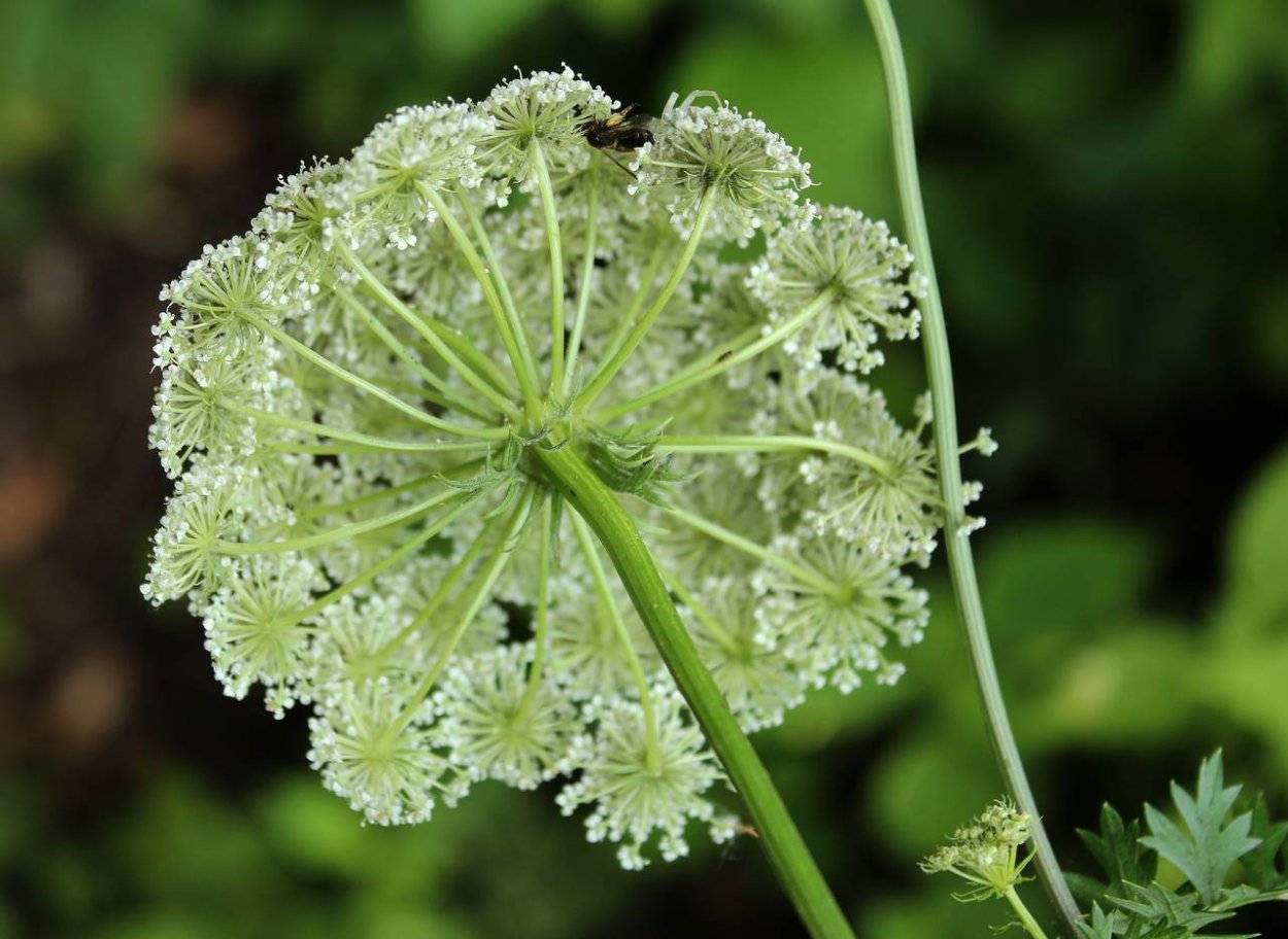 Гладыш щетинистоволосистый