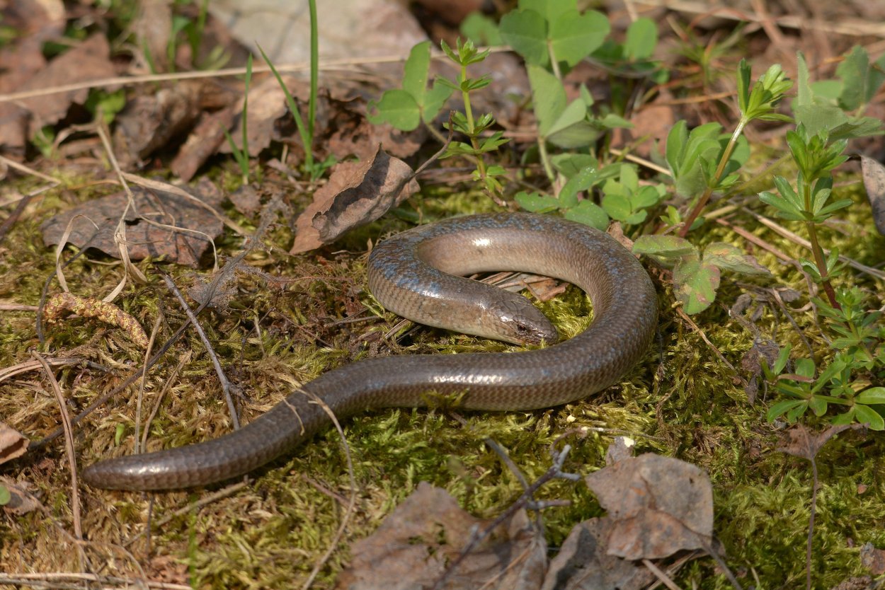 Болиголов пятнистый ядовитое