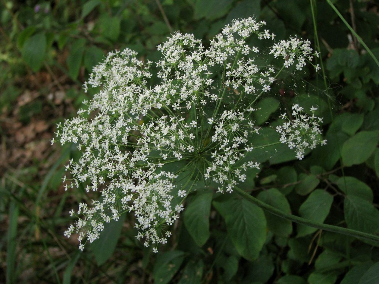Гладыш широколистный Laserpitium latifolium l.