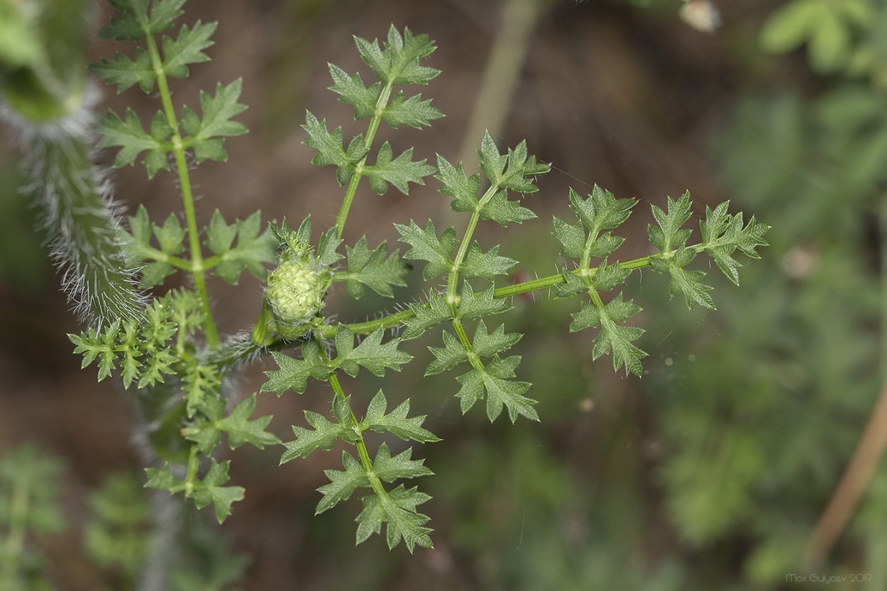 Laserpitium latifolium