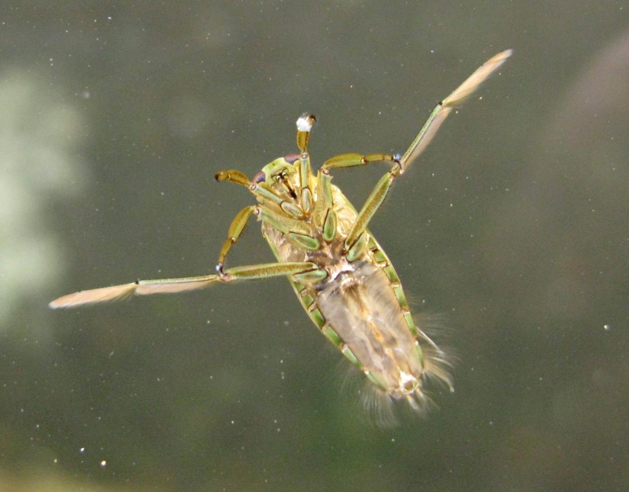 Lethocerus patruelis