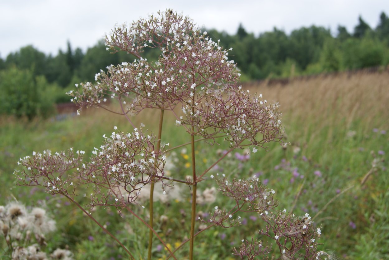 Гладыш Прусский Плантариум
