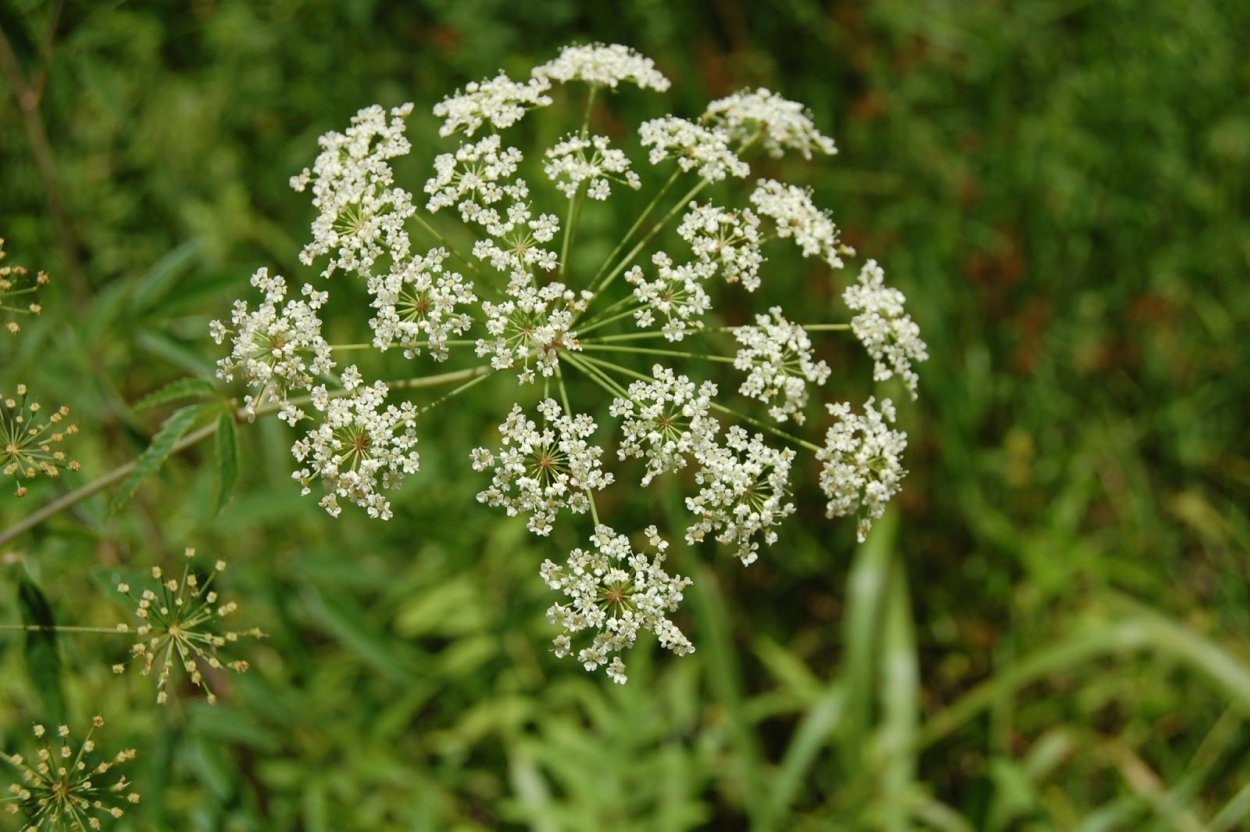 Хелмок цикута