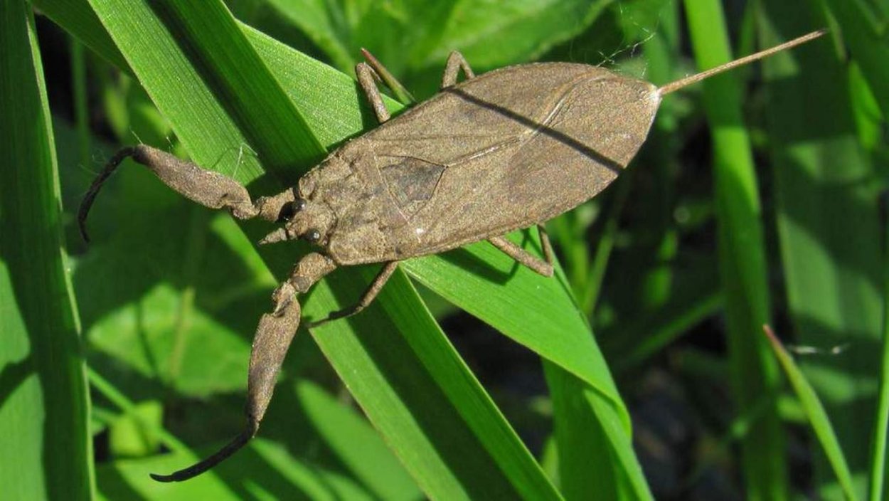 Гладыши (род клопов)