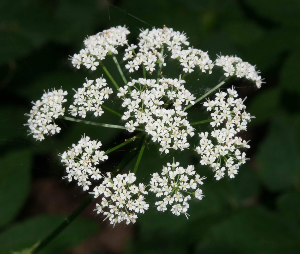 Гладыш широколистный