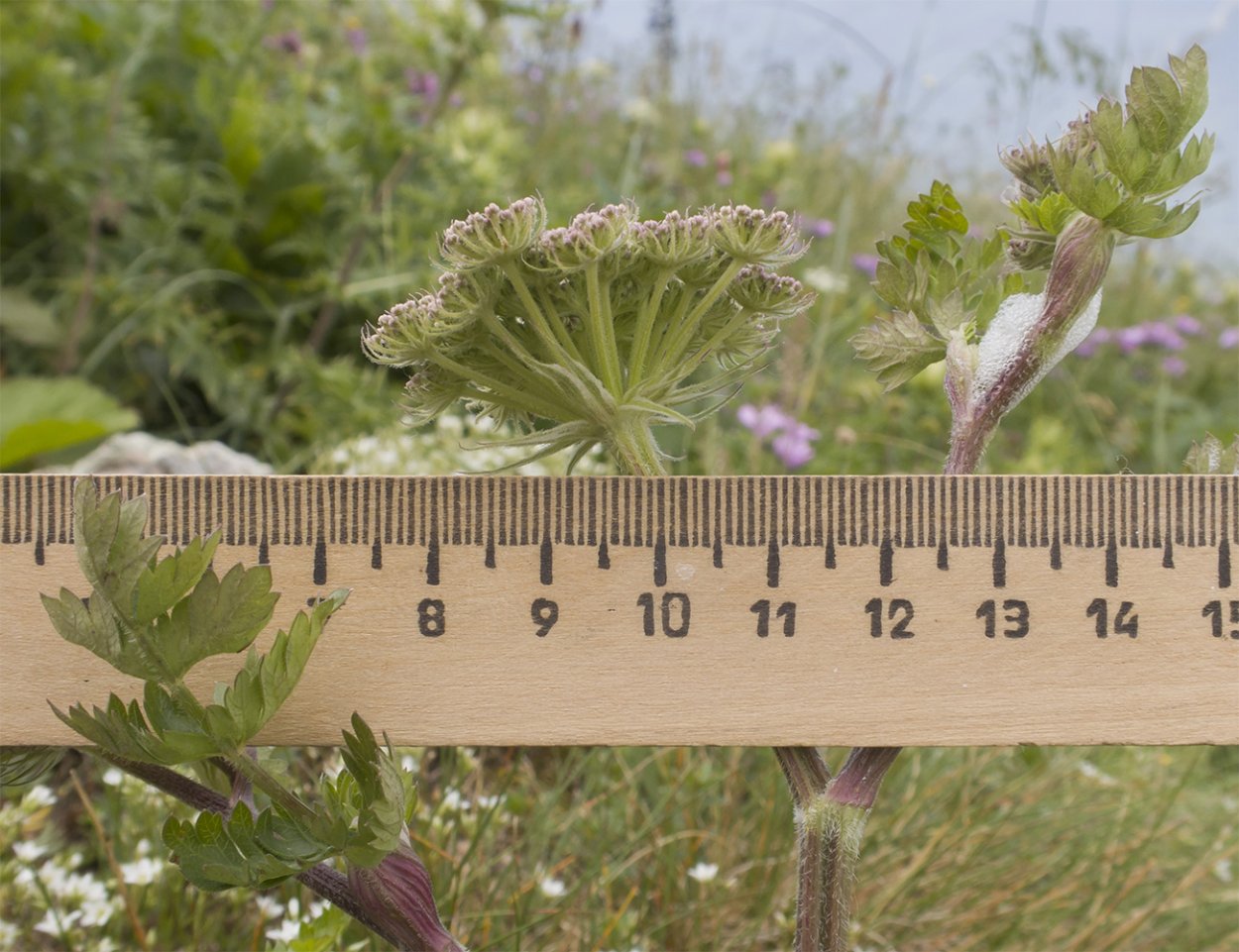 Водяной клоп Гладыш