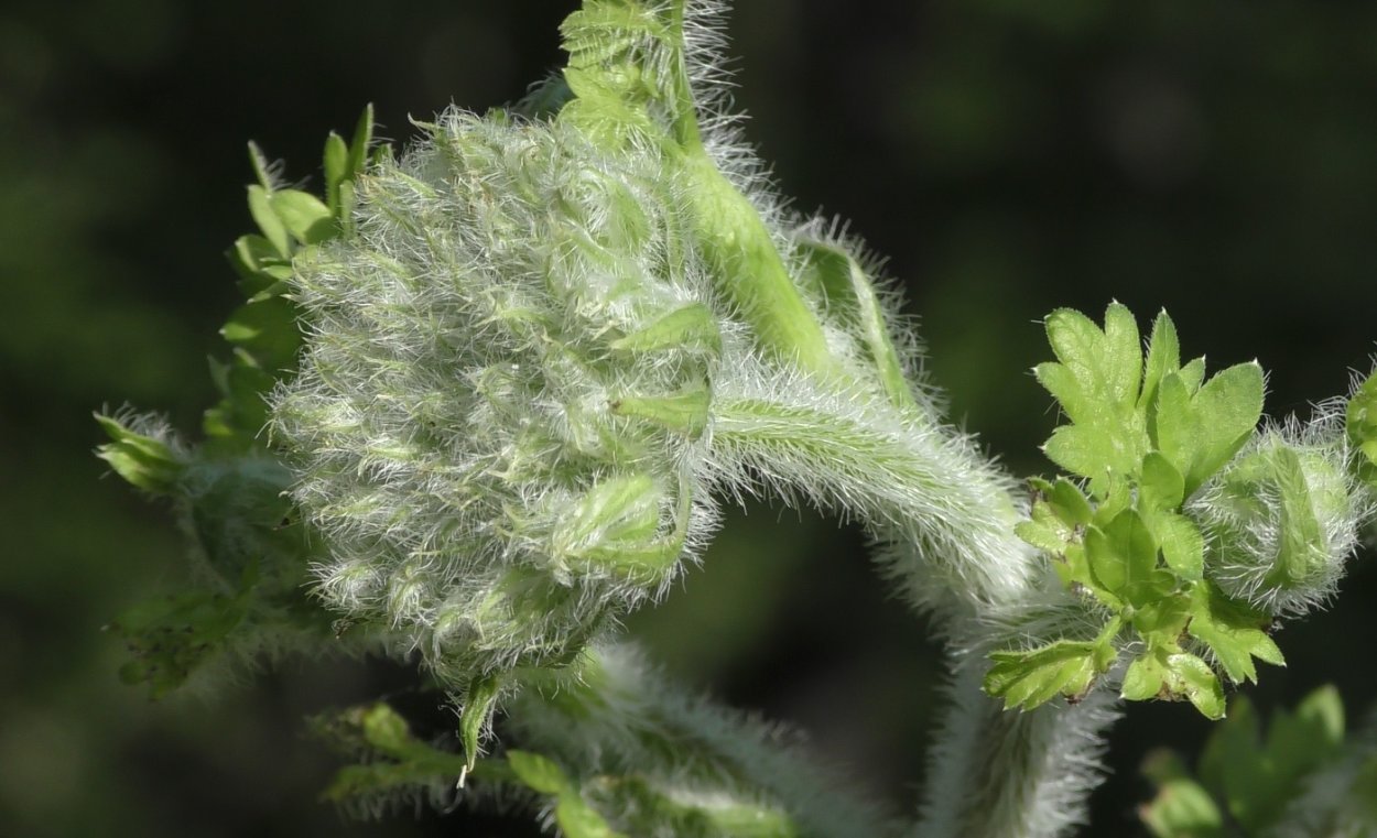 Гладыш растение