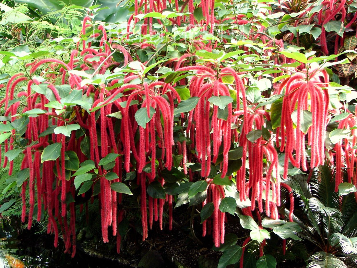 Каланхоэ Дегремона (лат. Kalanchoe daigremontiana)