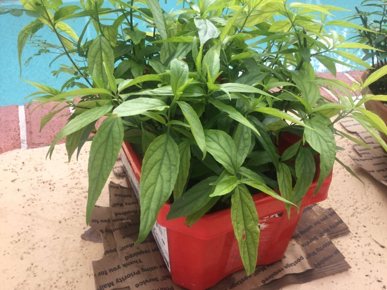 Клинакантус поникающий