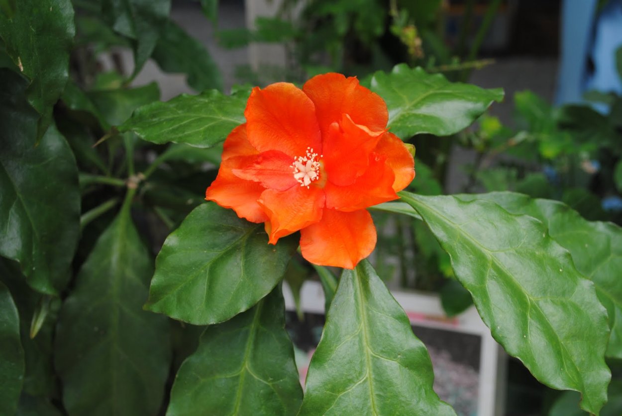 Клинакантус нутанс