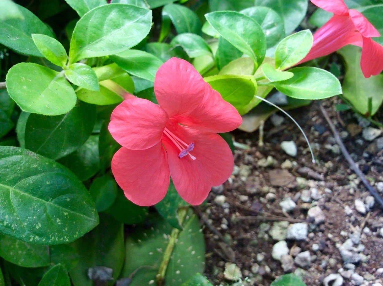 Монстера aureopinnata