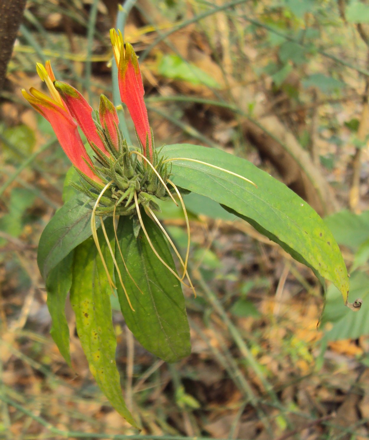 Клинакантус нутанс