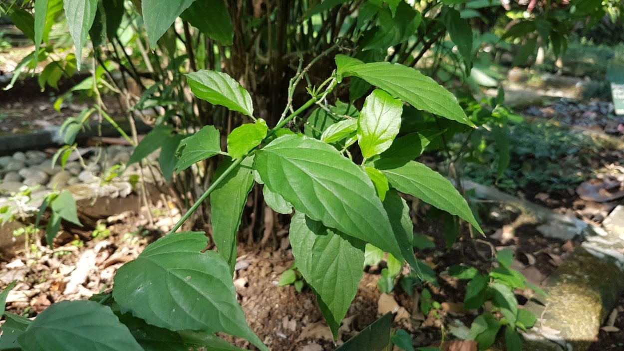 Клинакантус растение