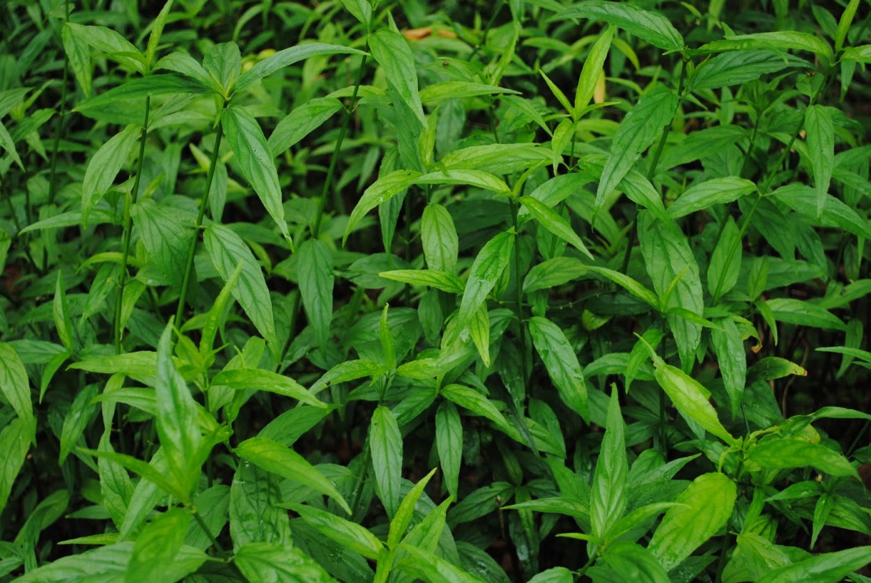 Клинакантус растение