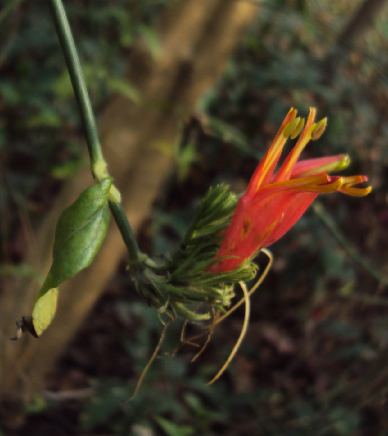 Клинакантус поникающий