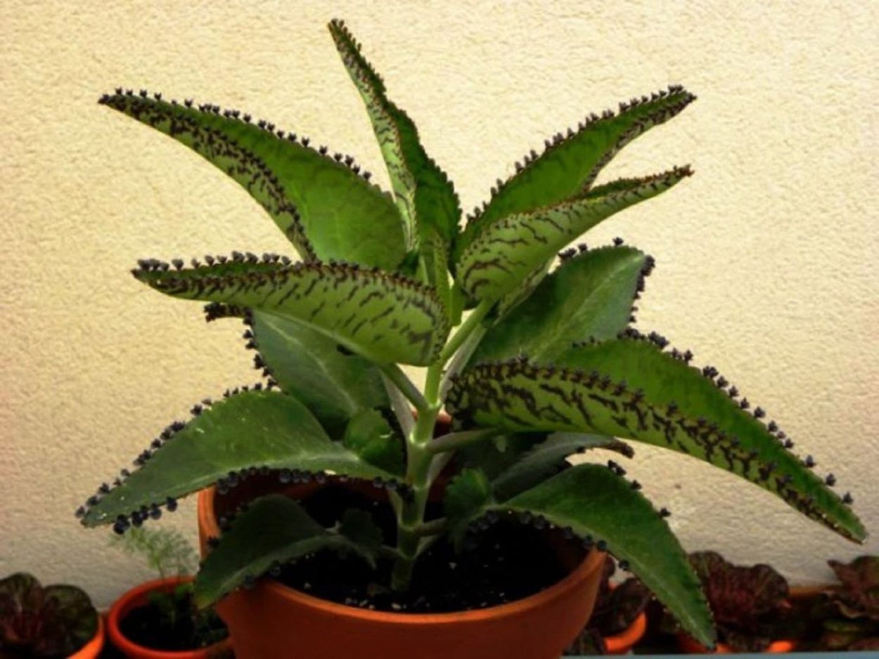 Вьетнамская мята