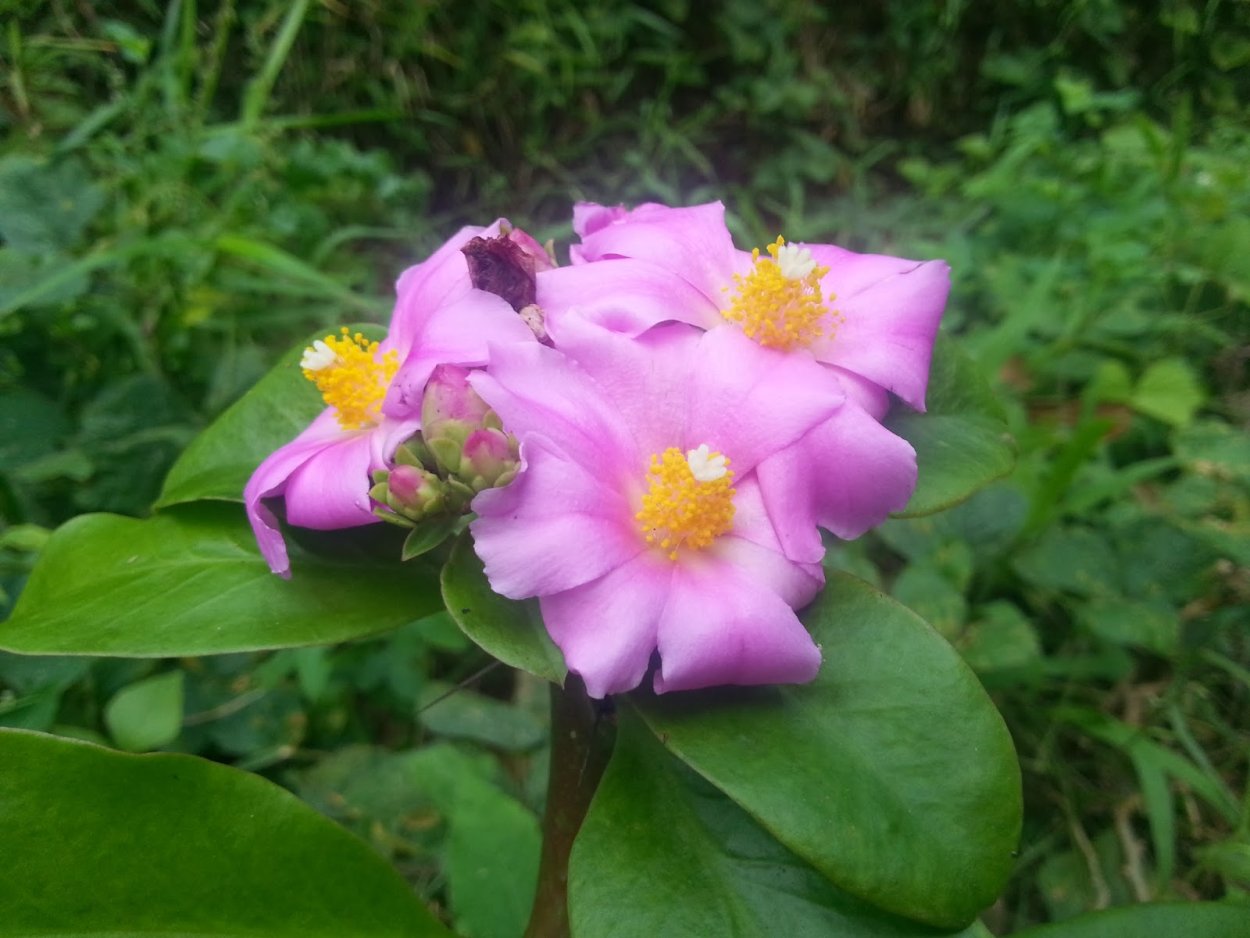 Каликантус нутанс