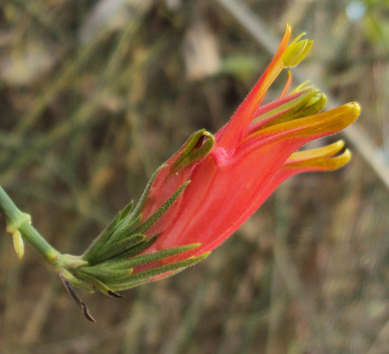 Xantheranthemum Lindau растение