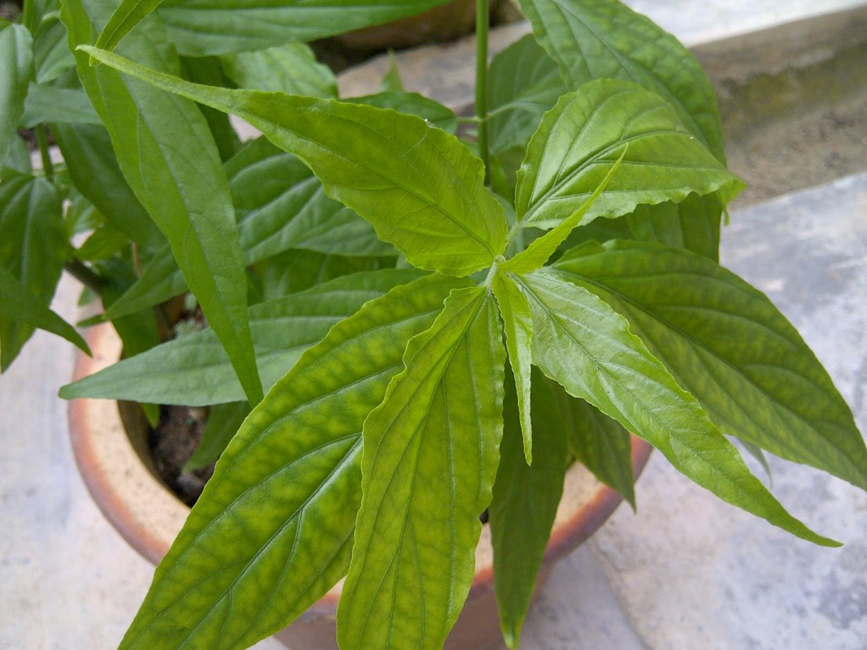 Clinacanthus Nutans Lindau