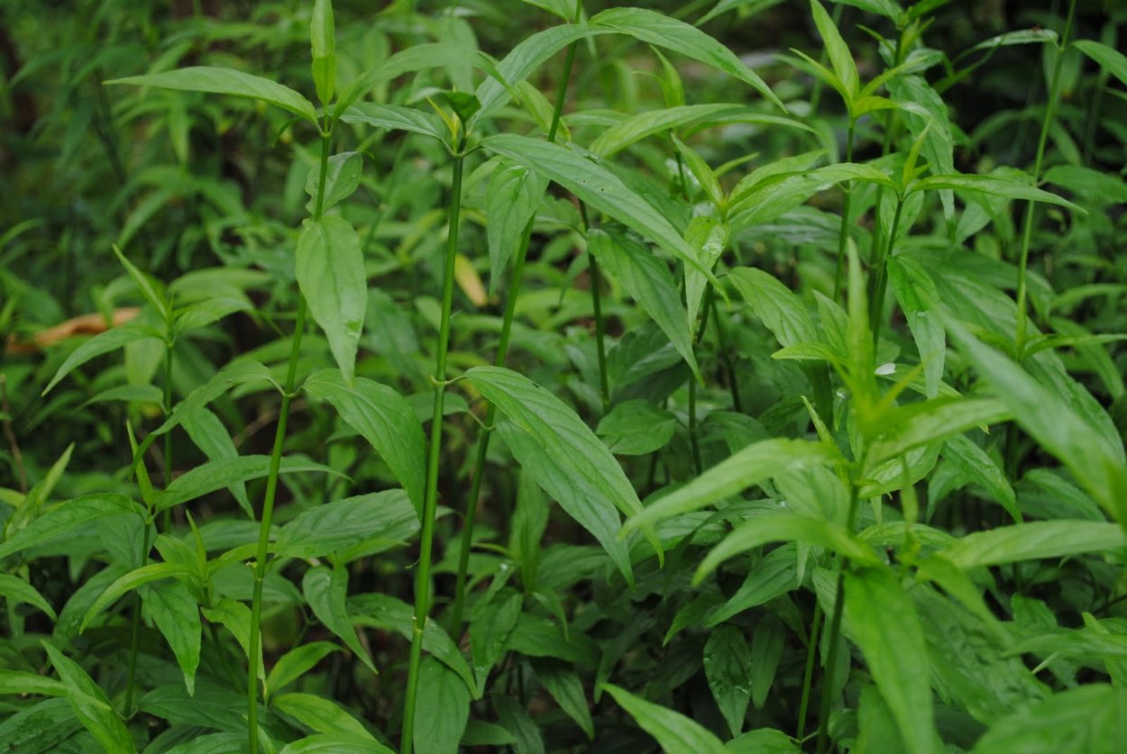 Клинакантус нутанс растение