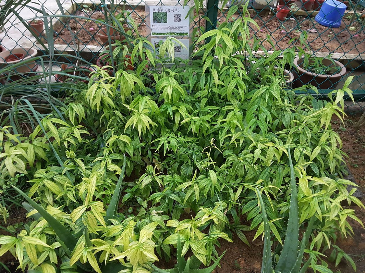 Бальзам Balm Clinacanthus Nutans зелёный