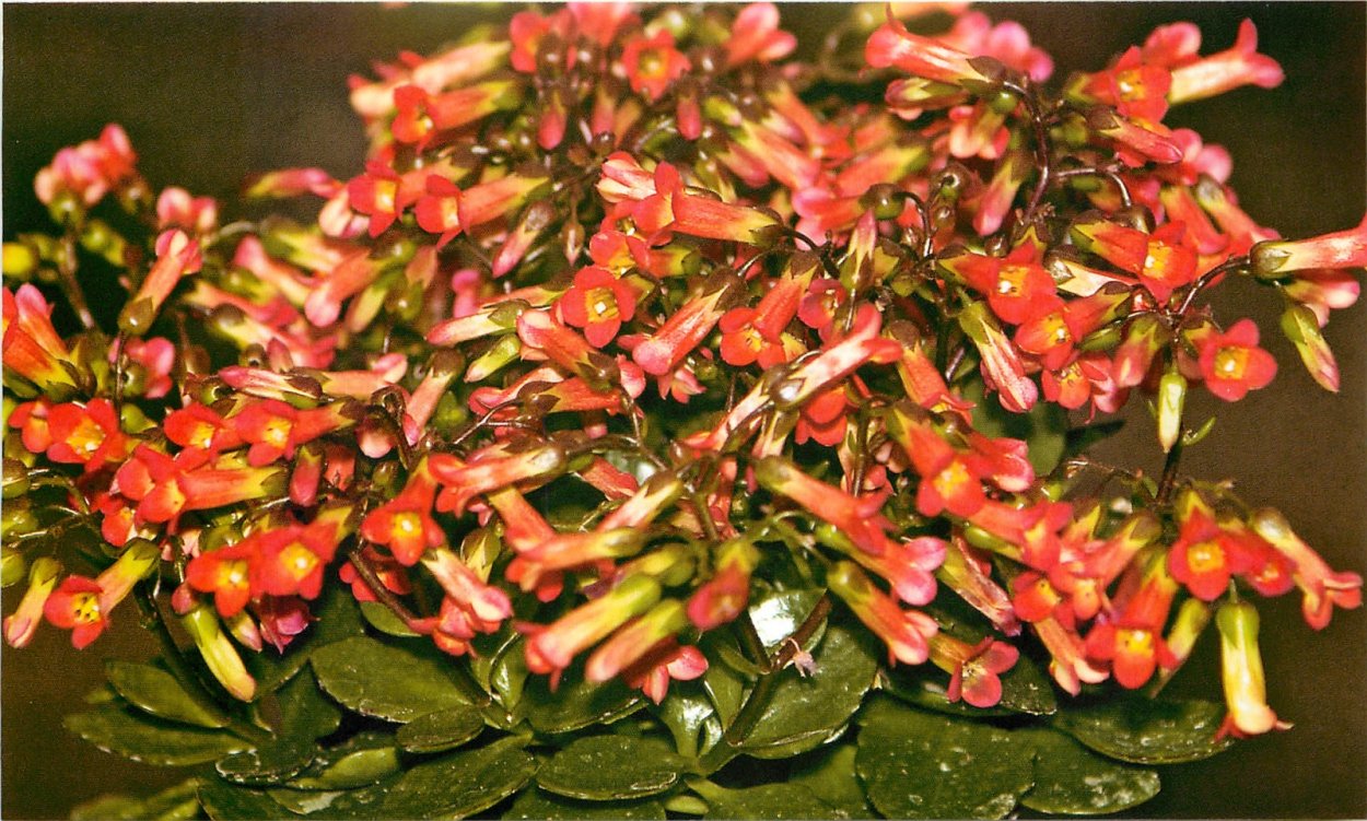 Суккуленты лианы