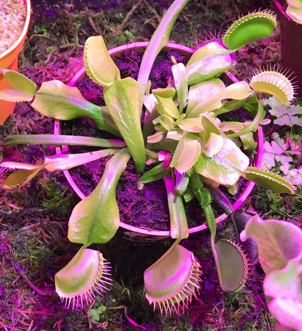 Исследование выращивания клинакантуса поникающий