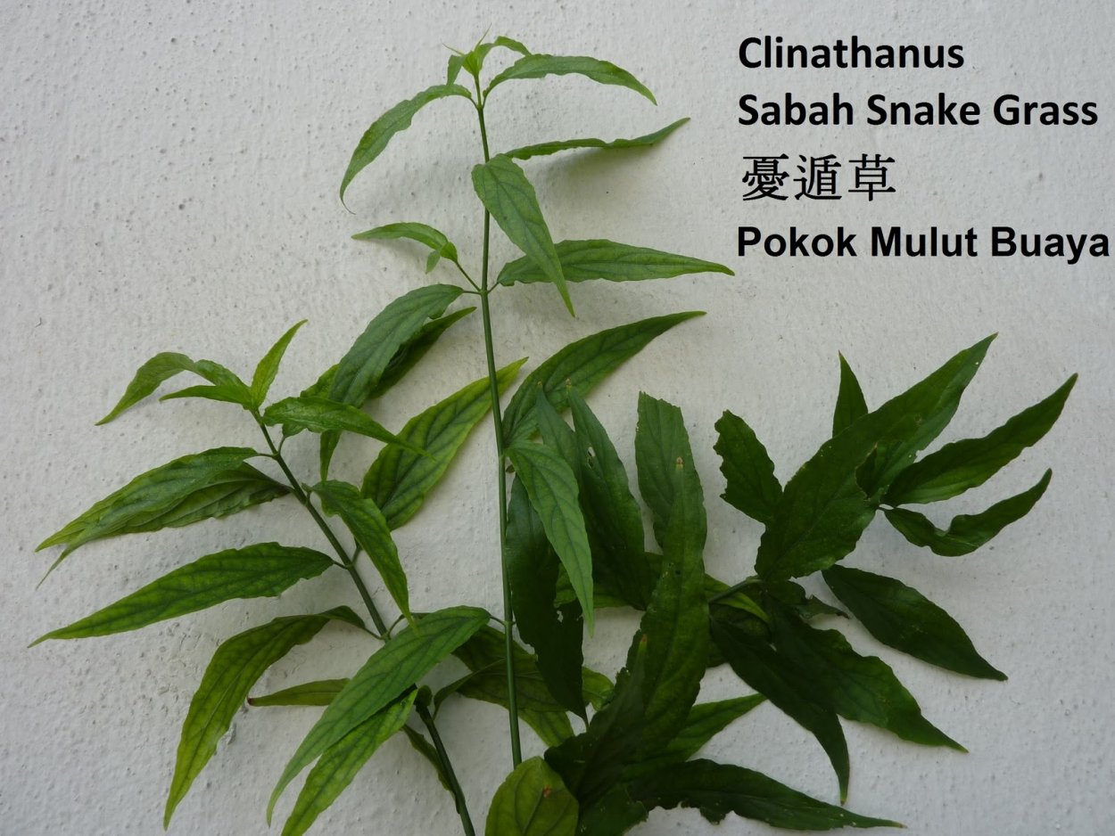 Каланхоэ Спайдер Грин