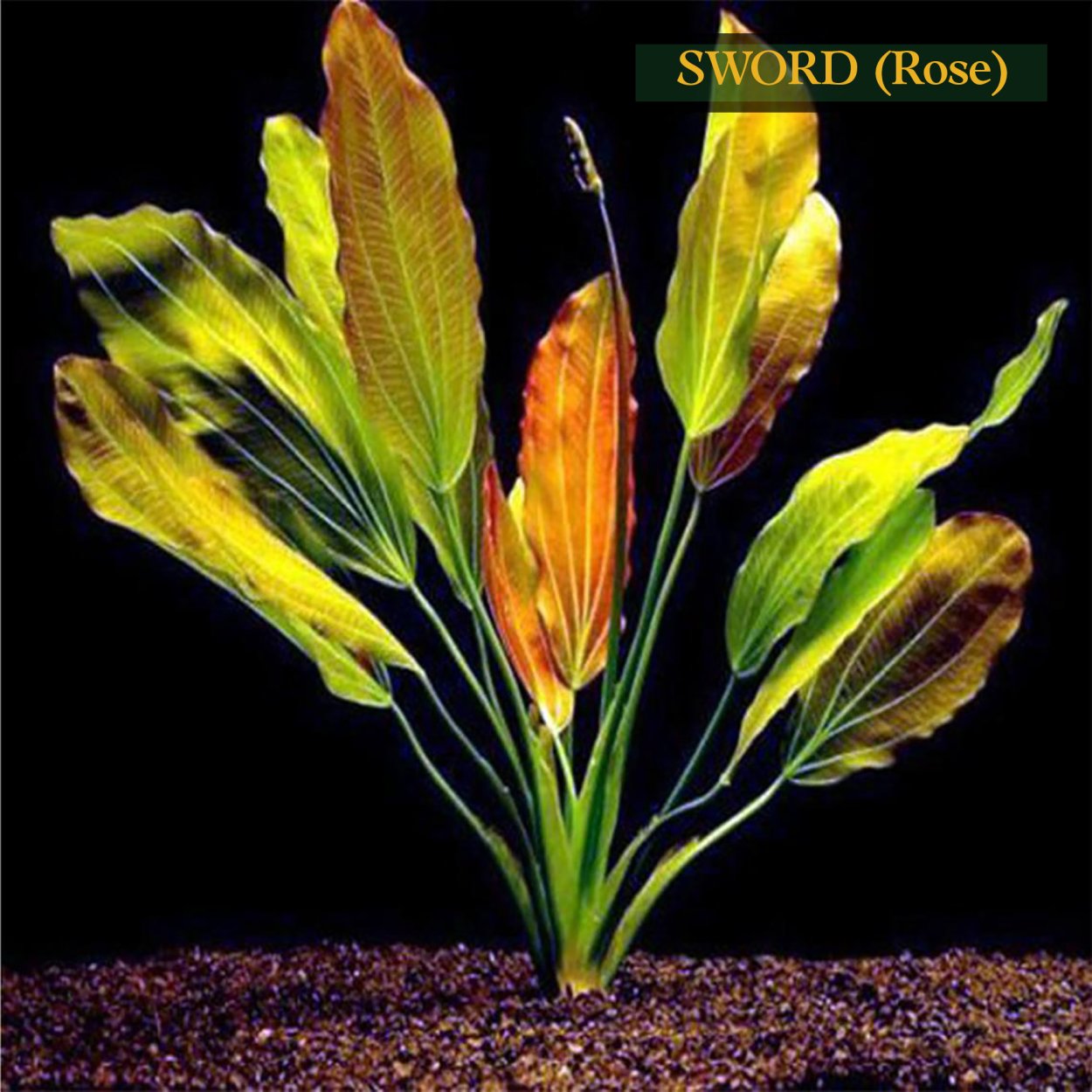 Папоротник узколистный аквариумный