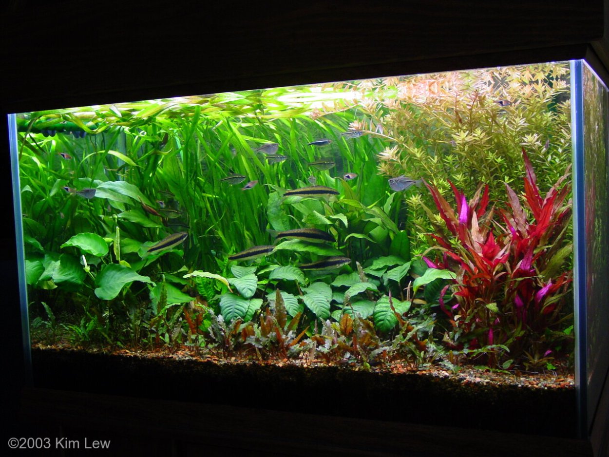 Как растет всаквариумах агубиас шорт энд Шарп