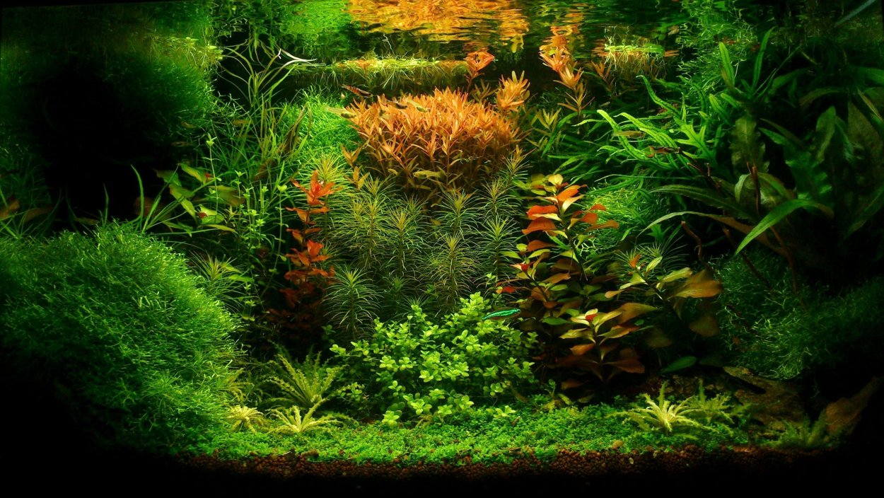 Палюдариум на 60л