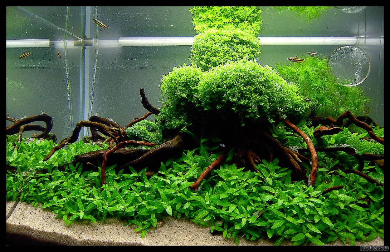 Растения в палюдариум