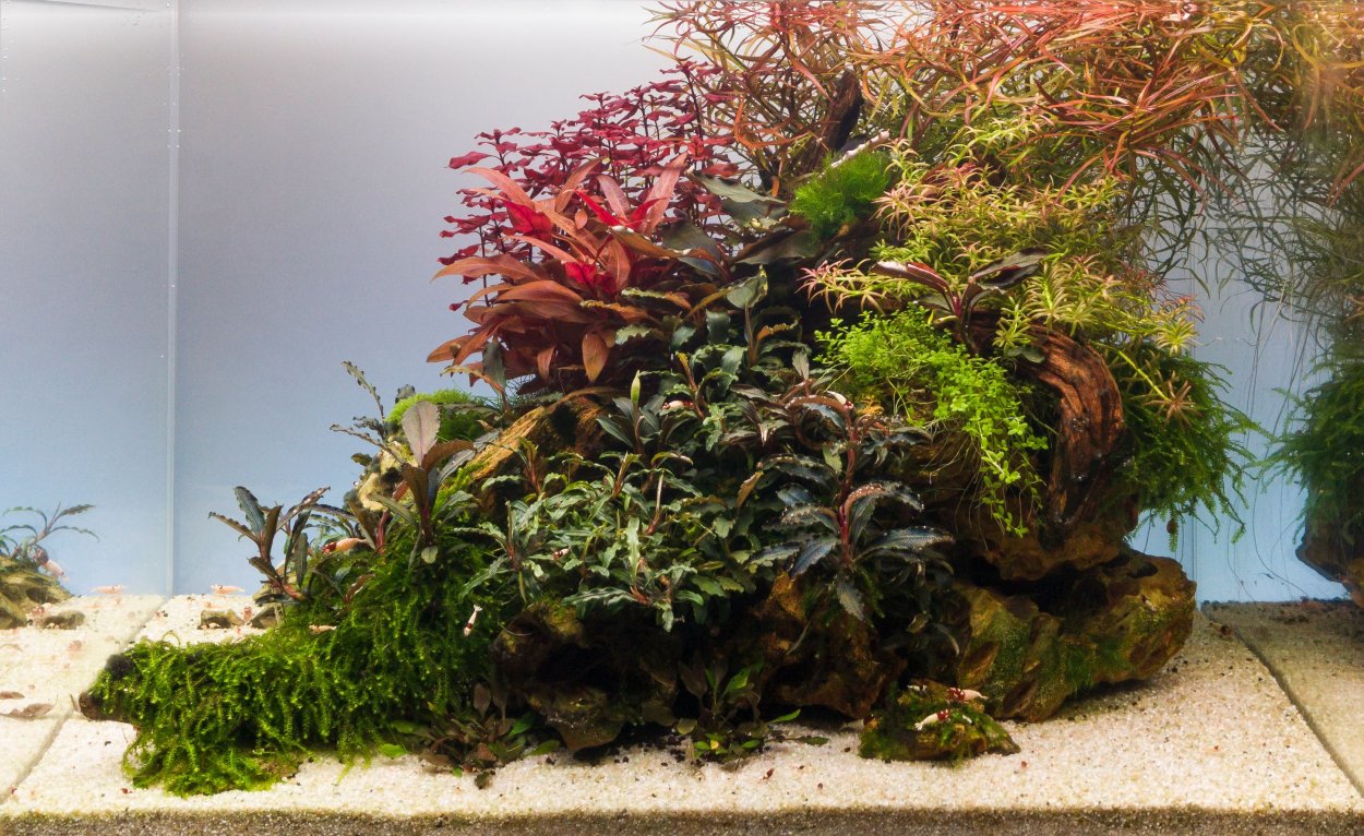 Акваскейп с Bucephalandra