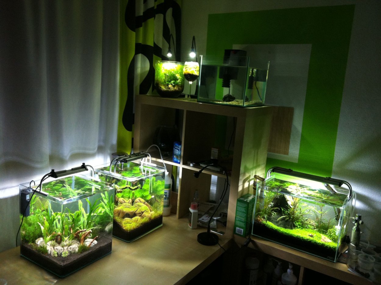 Акваскейп с виноградной лозы