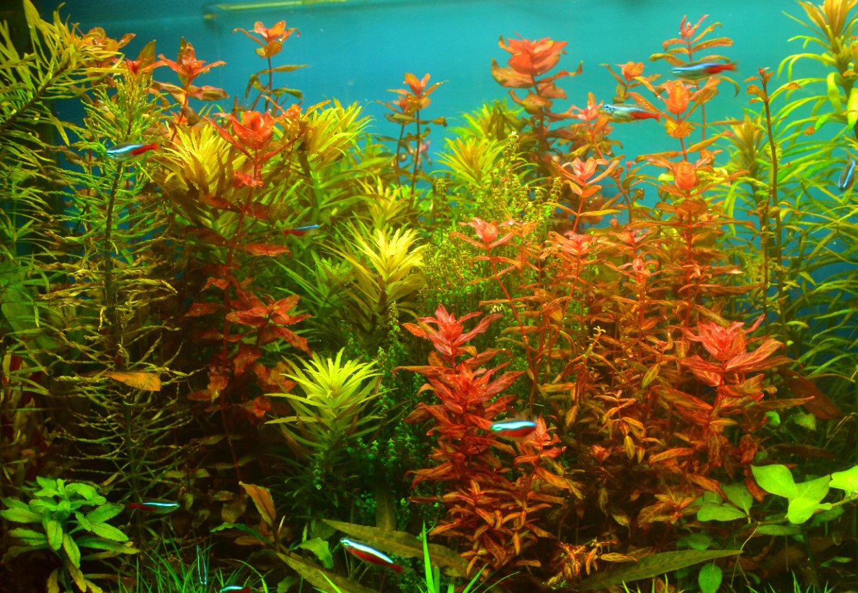 Росянка во флорариуме