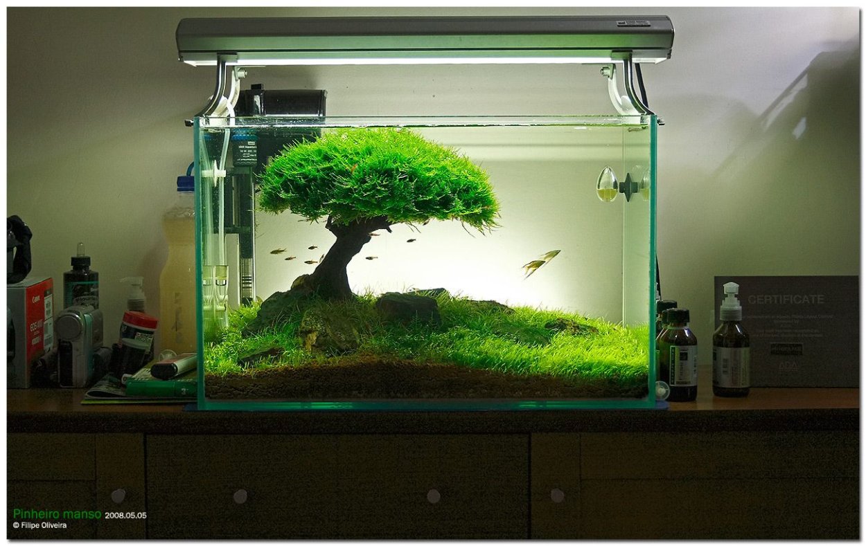 Аквариум с зеленью