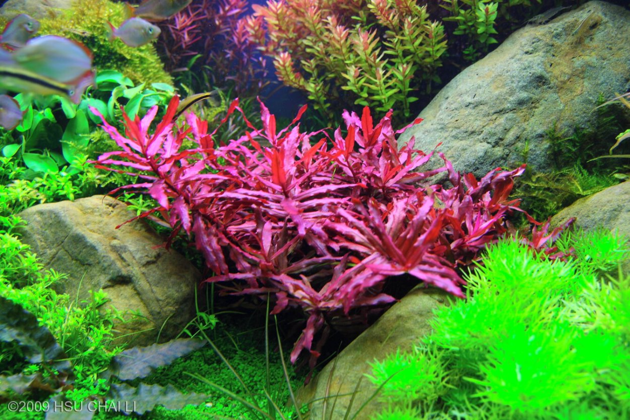 Лимнофила аквариумное растение