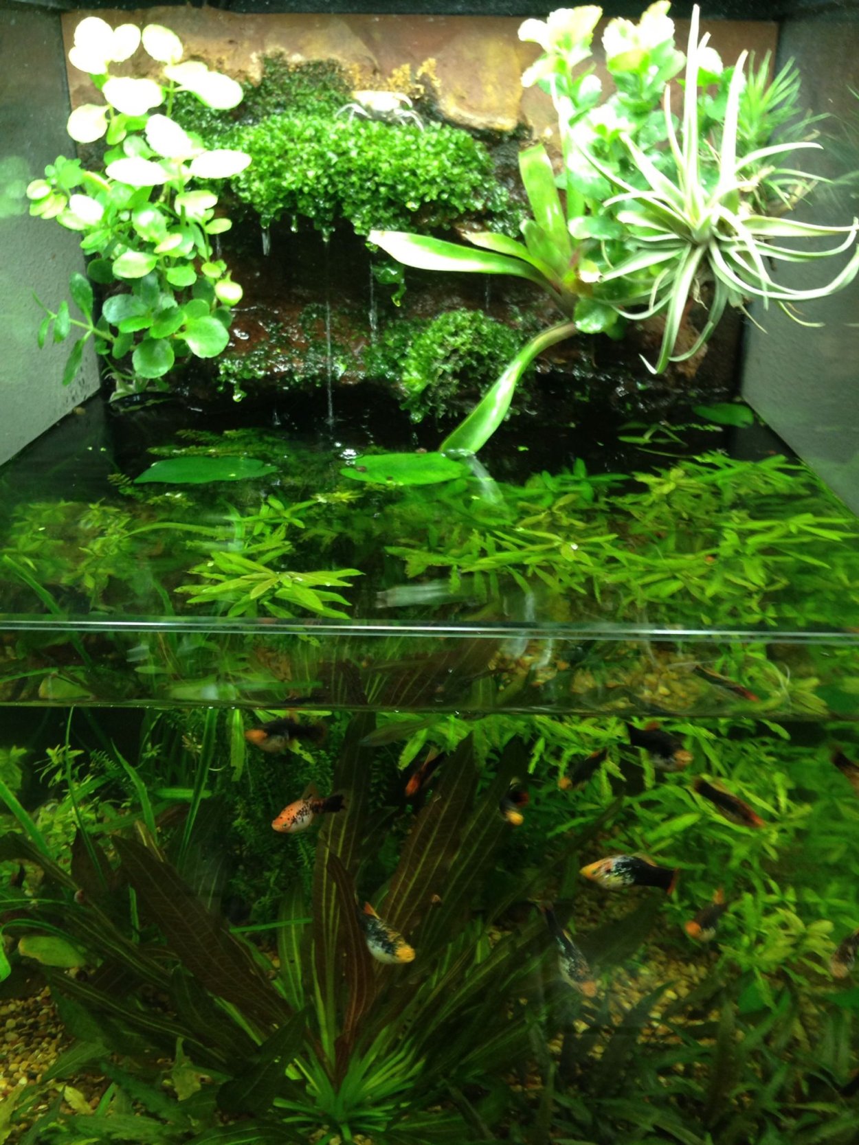 Аквариумные растения надводная форма