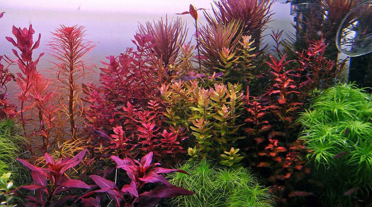 Нимфея аквариумное растение