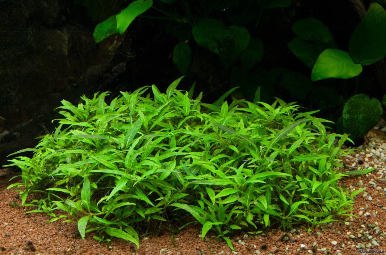 Палюдариум анубиас