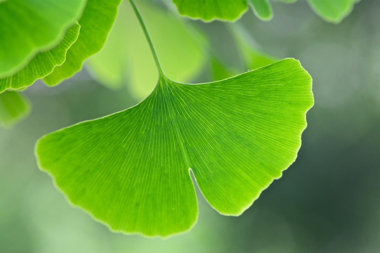 Гинкго двулопастный лист