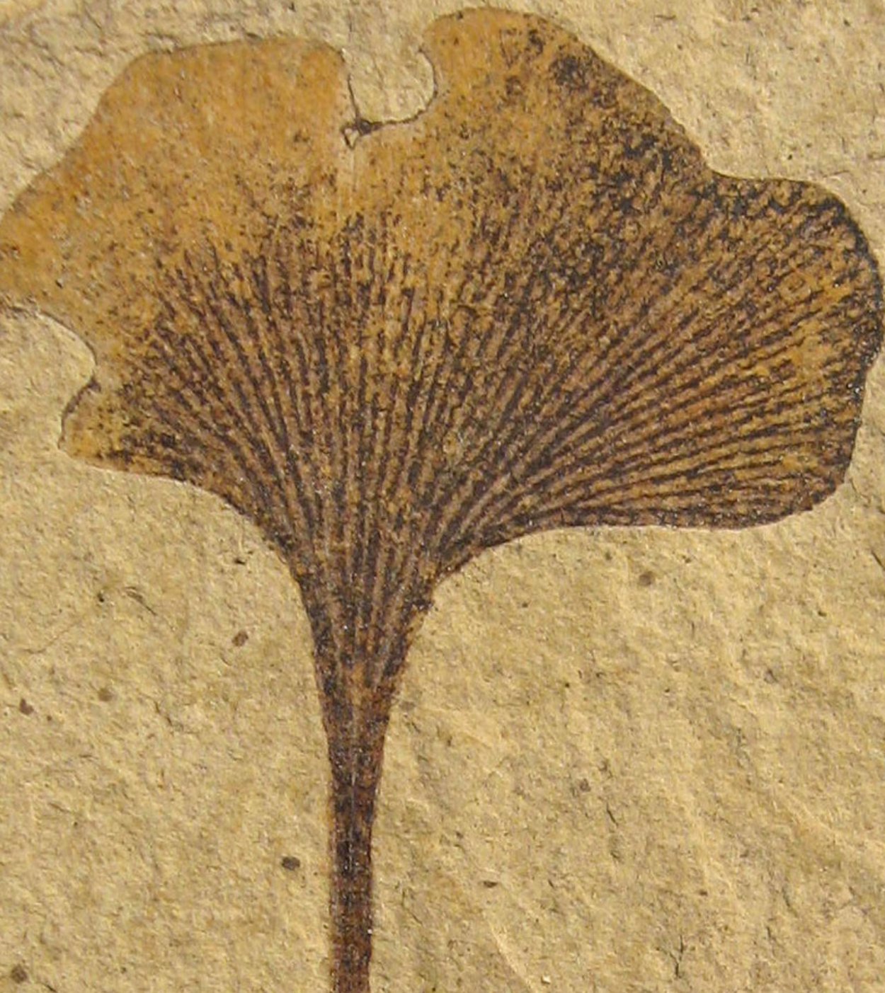 Гинкго двулопастный плоды