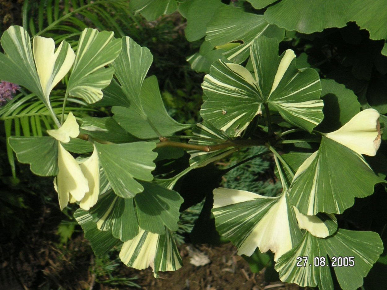 Древнее дерево гинкго