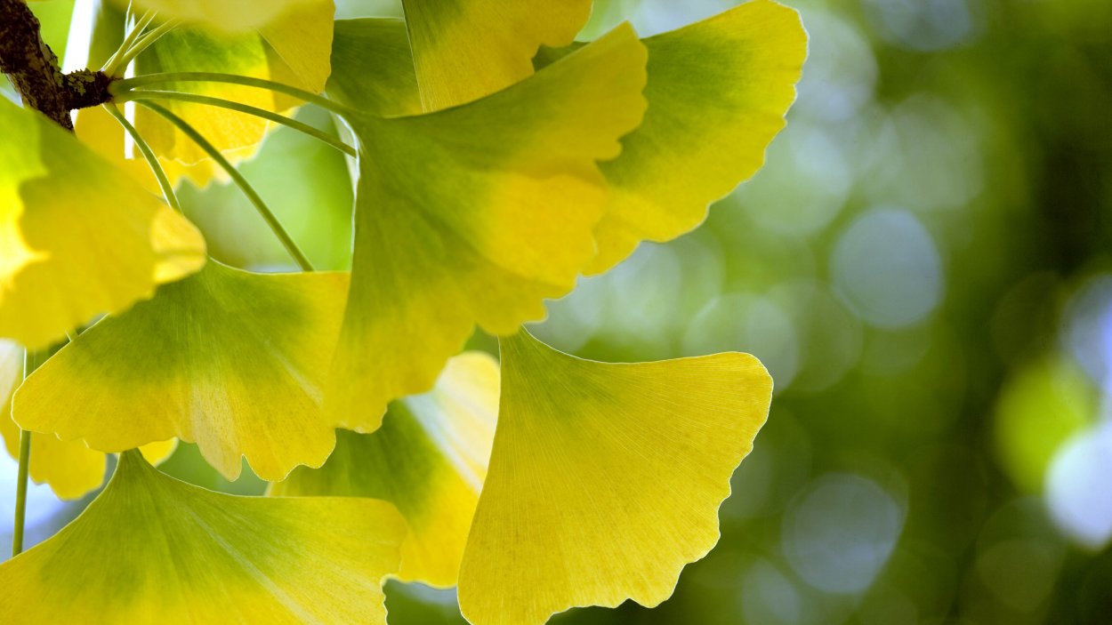 Гинкго билоба жилкование