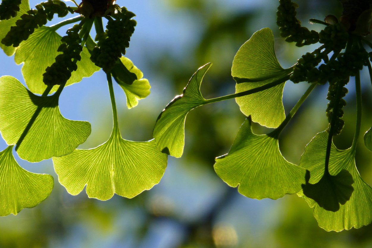 Гинкго билоба Ginkgo Biloba