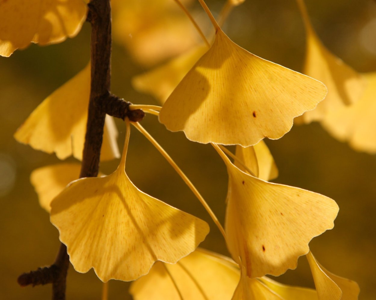Ginkgo Biloba horizontalis