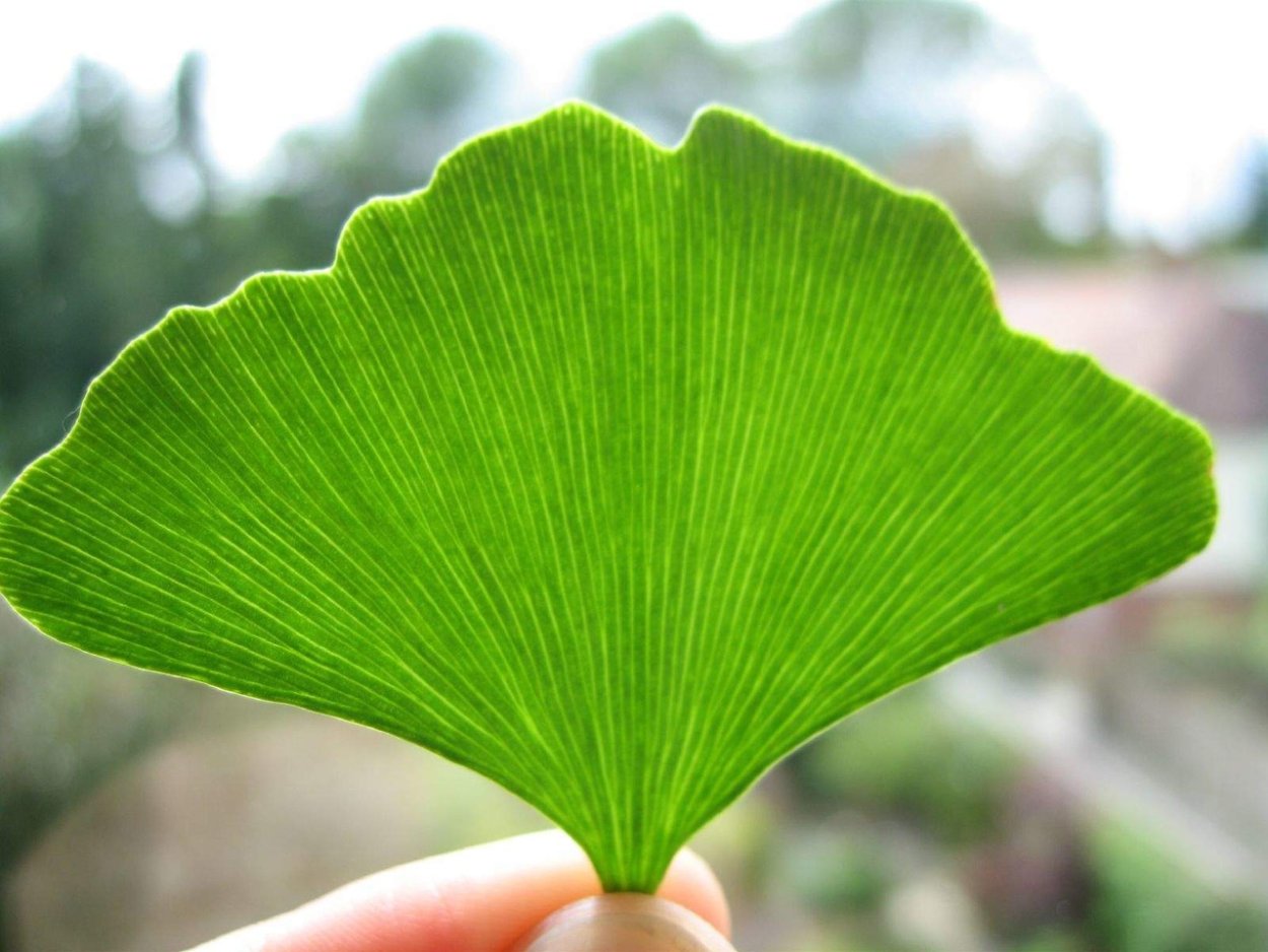 Гинкго двулопастного листьев