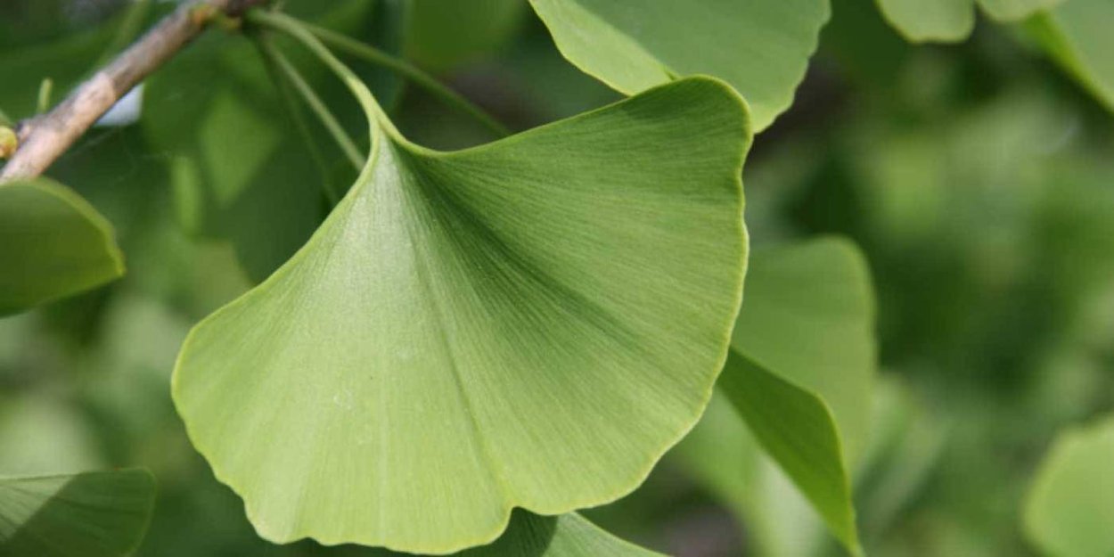 Женские деревья гинкго